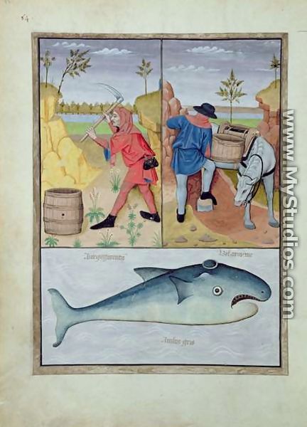 Illustration from the Book of Simple Medicines by Mattheaus Platearius d.c.1161 c.1470 45 - Robinet Testard