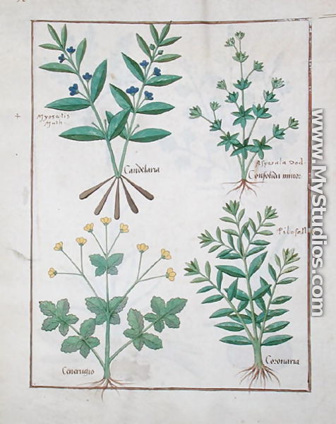 Illustration from the Book of Simple Medicines by Mattheaus Platearius d.c.1161 c.1470 51 - Robinet Testard