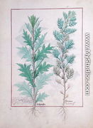 Two varieties of Artemesia, illustration from The Book of Simple Medicines by Mattheaus Platearius d.c.1161 c.1470 - Robinet Testard