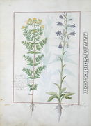 Two flowering plants from The Book of Simple Medicines by Mattheaus Platearius d.c.1161 c.1470 - Robinet Testard