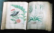 Two pages depicting Rose and Garlic, from The Book of Simple Medicines by Mattheus Platearius d.c.1161 c.1470 - Robinet Testard