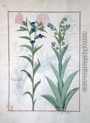 Pulmonaria and Lungwort, illustration from The Book of Simple Medicines, by Mattheaus Platearius d.c.1161 c.1470 - Robinet Testard