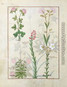 Top row- Red clover and Aube. Bottom row- Bellidis species, Onobrychis and Hyssopus nemorum, illustration from The Book of Simple Medicines, by Mattheaus Platearius d.c.1161 c.1470 - Robinet Testard
