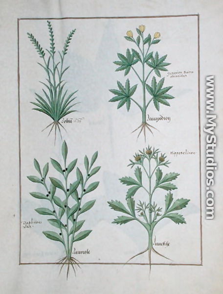 Top row- Lolni and Geranium. Bottom row- Daphnoides and Parsley, illustration from The Book of Simple Medicines, by Matteaus Platearius d.c.1161 c.1470 - Robinet Testard