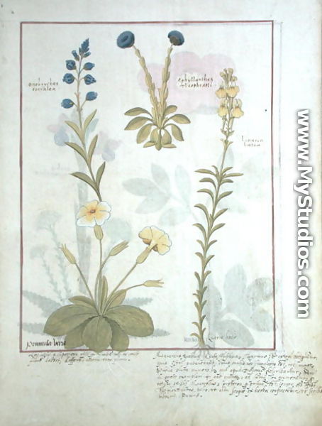 Top row- Onobrychis or Sainfoin, and Aphyllanthes. Bottom row- Linaria Lutea, and Primula Veris or Primrose, illustration from The Book of Simple Medicines by Mattheaus Platearius d.c.1161 c.1470 - Robinet Testard