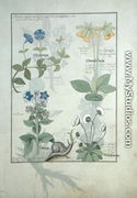Top row- Blue Clematis or Crowfoot and Primula. Bottom row- Borage or Forget-me-not and Marguerita Daisy, illustration from The Book of Simple Medicines by Matthaeus Platearius d.c.1161 c.1470 - Robinet Testard