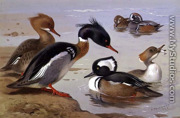 Ducks by a Lake - Archibald Thorburn