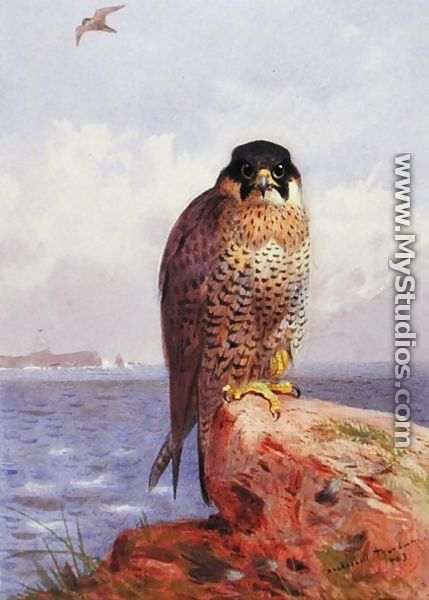 A Peregrine Falcon by the Sea, 1903 - Archibald Thorburn