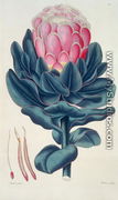 Protea speciosa, Perigonia pistillum pl.12 from Thesaurus Botanicus, 1819 - Leopold Trattinick