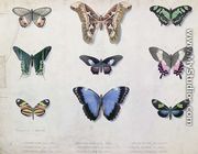 Butterflies from Brazil and Guyana, mid 19th century - Edouard Travies