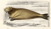 The Walrus, engraved by Paquien - Edouard Travies