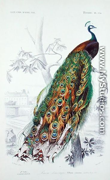 The Peacock, illustration from Le Dictionnaire dHistoire Naturelle by Charles dOrbigny, engraved by A. Fournier - Edouard Travies