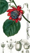 A Passion Flower from Lecons de Flore - Pierre Jean Francois Turpin