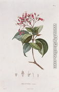 Melastoma coccinea, engraved by Bouquet, plate 14 from Part VI of Voyage to Equinoctial Regions of the New Continent by Friedrich, Baron von Humboldt 1769-1859 and Aime Bonpland 1773-1858 pub. 1806 - Pierre Jean Francois Turpin