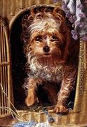 Darby, a Yorkshire Terrier  - Anthony Frederick Sandys