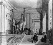 Giraffes on the staircase in the British Museum, 1845 - George the Elder Scharf