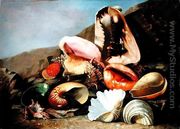 Still life of shells - Franz Anton von Scheidel