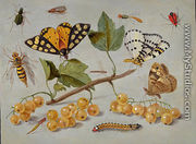 Butterflies And Insects - I Jan Van