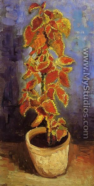 Coleus Plant In A Flowerpot - Vincent Van Gogh
