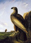 Washington Sea Eagle - John James Audubon