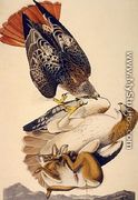 Red Tailed Hawk - John James Audubon
