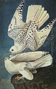 White Gerfalcons - John James Audubon