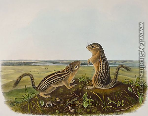 Leopard Spermophile   Spermophilus Tridecemlineatus - John James Audubon