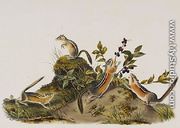 Four Striped Ground Squirrell Tamias Quadivittatus - John James Audubon
