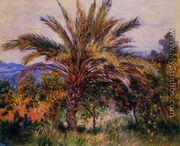 A Palm Tree At Bordighera - Claude Oscar Monet
