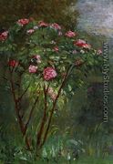 Rose Bush In Flower - Gustave Caillebotte