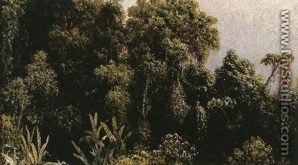 Forest Study  Brazil - Martin Johnson Heade
