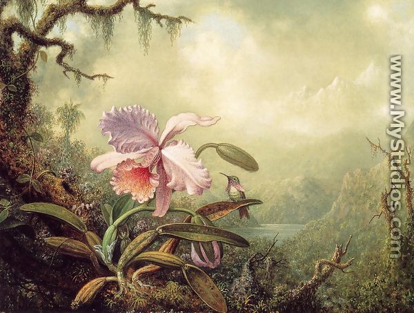 Heliodores Woodstar And A Pink Orchid - Martin Johnson Heade