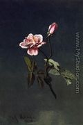 Pink Rose - Martin Johnson Heade