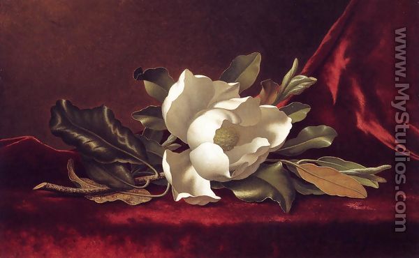 The Magnolia Blossom - Martin Johnson Heade