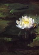 Water Lily  Study From Nature - John La Farge
