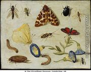 Insects - Jan van Kessel