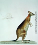 Kangaroo - Pancrace Bessa