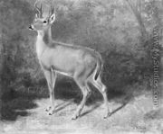 Deer--Sketch from Nature - Arthur Fitzwilliam Tait