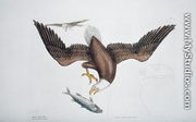 Aquila capite albo (White headed eagle or Bald eagle) plate 1 from Vol 1 of 'Natural History of Carolina, Florida and the Bahamas' - Mark Catesby