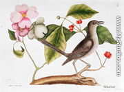 Dogwood: Cornus florida, and Mocking Bird from the 'Natural History of Carolina' - Mark Catesby