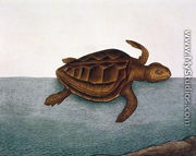 estudo marina (Loggerhead Turtle) plate 40 from Vol 2 of 'Natural History of Carolina, Florida and the Bahamas', 1771 - Mark Catesby