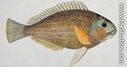 Eekan Kak atoo-ah, from 'Drawings of Fishes from Malacca', c.1805-18 - Chinese School
