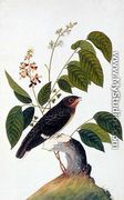 Exotic Bird, from 'Drawings of Birds from Malacca', c.1805-18 (4) - Chinese School