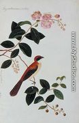 Boorong Seliah, Lagerstroesnia indica, from 'Drawings of Birds from Malacca', c.1805-18 - Chinese School