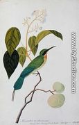 Aleurites Moluccana, Booah Cras, Boorong Bierik Bierik, from 'Drawings of Birds from Malacca', c.1805-18 - Chinese School