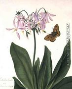 Dodecatheon Meadia and Butterfly - Matilda Conyers