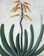 Aloe Striata - Matilda Conyers