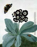 Primula Auricula with Butterfly and Beetle - Matilda Conyers
