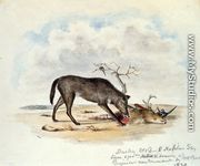 Dusky Wolf (Lupus Nubilus) - Titian Ramsay  Peale