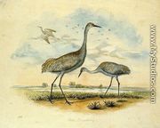 Sandhill Cranes - Titian Ramsay  Peale